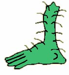 foot1.jpg