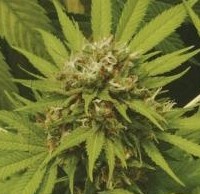 cannabis-bud-full.jpg