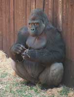A gorilla is for life, not just for ripping the arms off your enemies