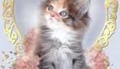 1723_fluffy_kitten 1723_fluffy_kitten