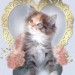 1723_fluffy_kitten 1723_fluffy_kitten