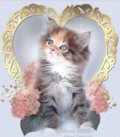 fluffy_kitten.jpg