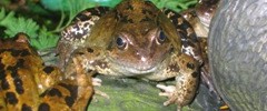 1812_frog