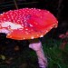 1909_Mushroom 1909_Mushroom