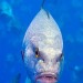 1958_wpy