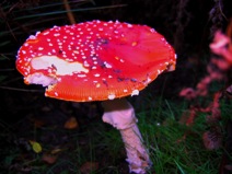 Mushroom.jpg