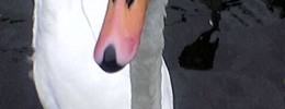 2223_Hello-swan 2223_Hello-swan