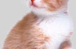 2242_kitten 2242_kitten