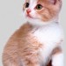 2242_kitten