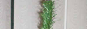 2400_jordantree