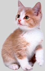 kitten.jpg