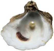 oyster_shell.jpg