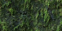 2473_moss