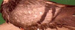 2501_flying_rat2