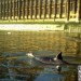 2555_whale