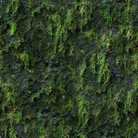 moss.jpg