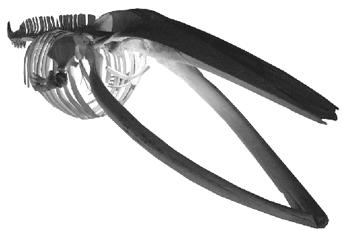 thames_bones.gif