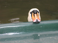 102141280_ae76fec35a_m.jpg
