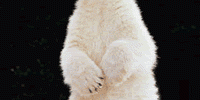 2920_polarbearcub 2920_polarbearcub