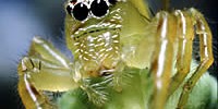 2940_pestival 2940_pestival