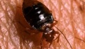 3024_bedbug 3024_bedbug