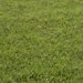 3099_grass
