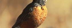 3123_american-robin