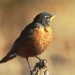 3123_american-robin