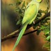 3154_RNparakeet