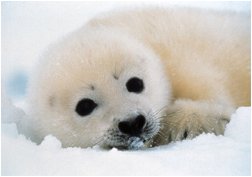 baby seal.jpg