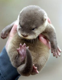 otter.jpg