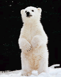 polarbearcub.gif