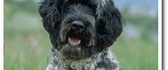3344_Dog_194