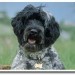 3344_Dog_194 3344_Dog_194