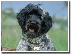 Dog_194.jpg