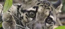 3568_clouded_leopard_cub