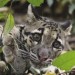 3568_clouded_leopard_cub 3568_clouded_leopard_cub