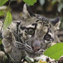 clouded_leopard_cub.jpg