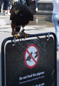 An officially sanctioned pigeon predator
