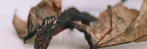 3885_150706_blackdragon