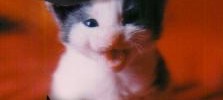 3925_pirate_cat 3925_pirate_cat