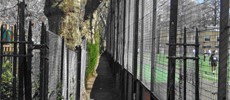 3971_Coram_walk 3971_Coram_walk