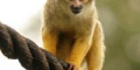 3975_27_7_06_monkey 3975_27_7_06_monkey