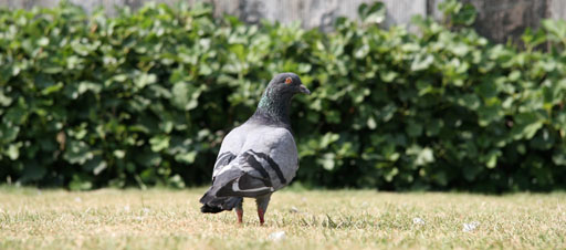 Brian Pigeon.jpg