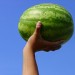 4119_watermelon