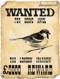 Missing_sparrow.jpg