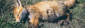 4295_12_9_2006_fox
