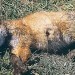 4295_12_9_2006_fox 4295_12_9_2006_fox
