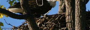 4505_EagleNest2 4505_EagleNest2