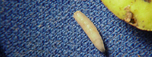 maggot.jpg